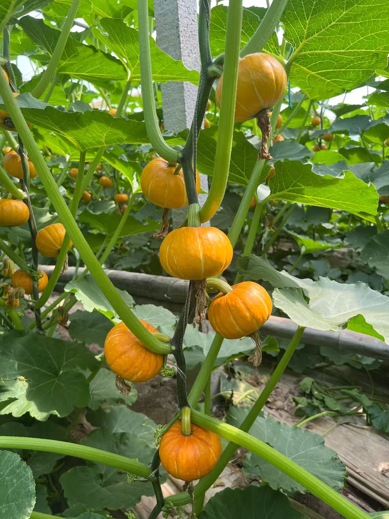 青岛南瓜种子（系列）