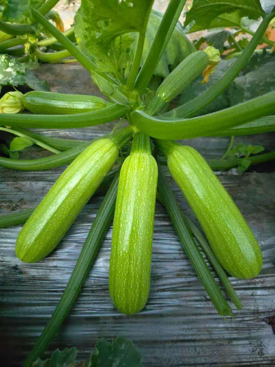青岛西葫芦种子（系列）